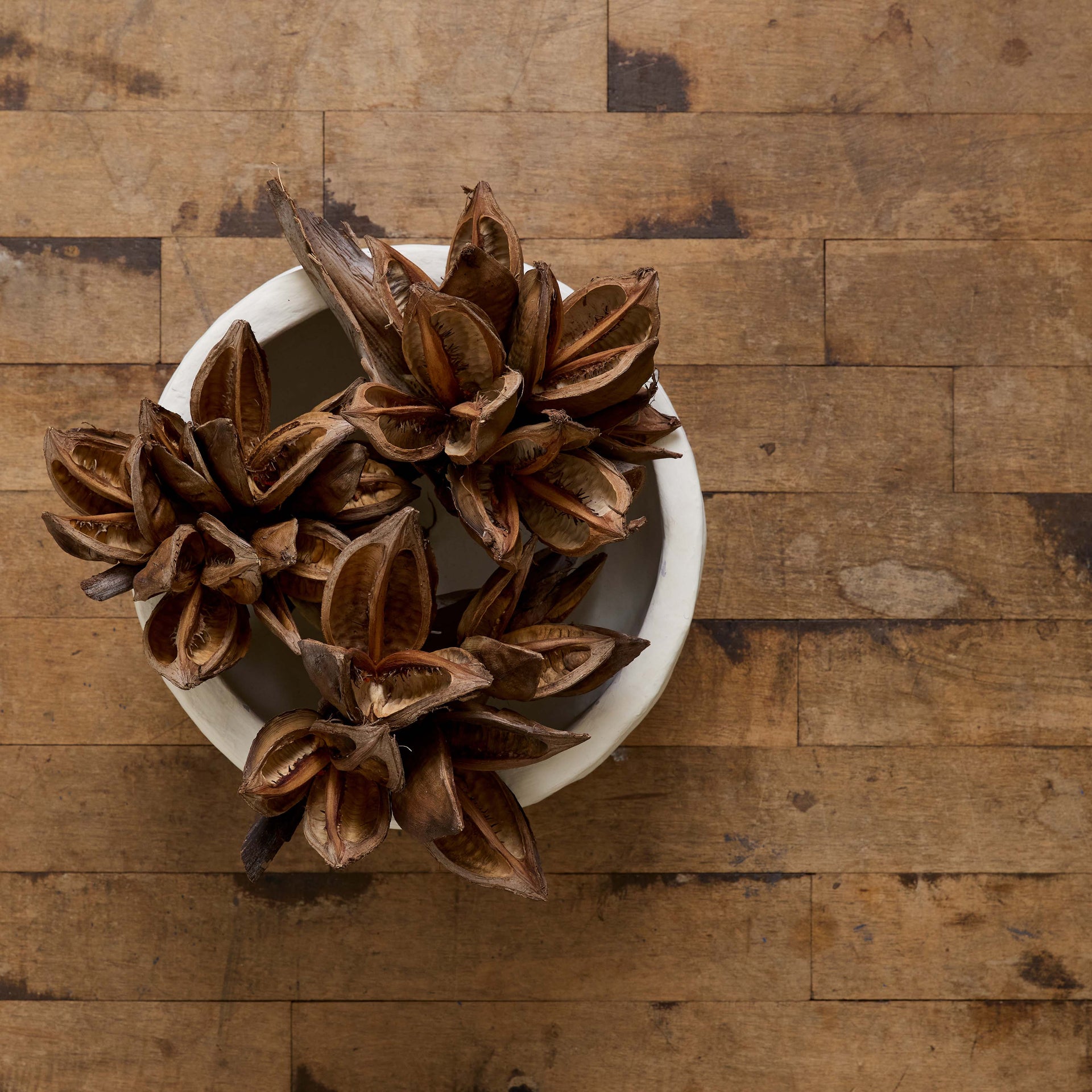 Dried Natural Star Pods - Bloomist